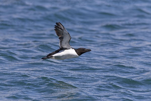 Razorbill