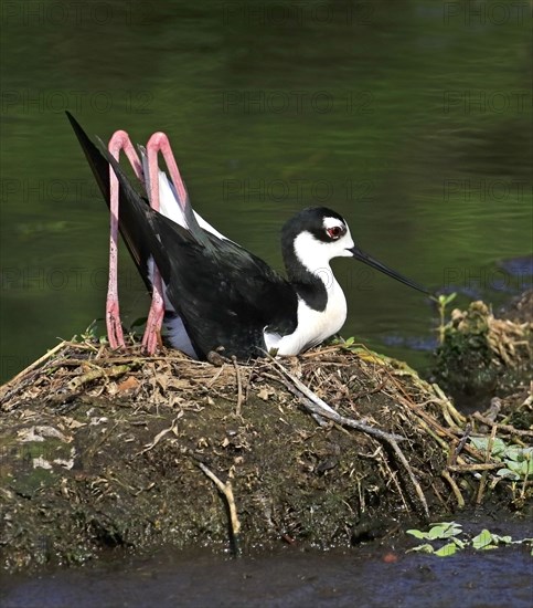 Black-necked Black-winged Stilt