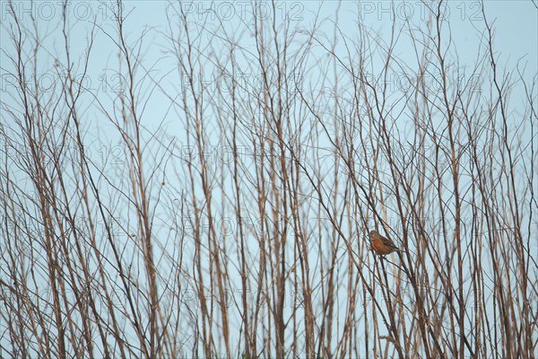 Linnet