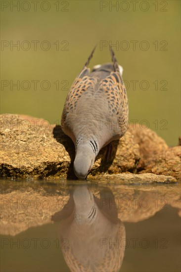 Turtle dove