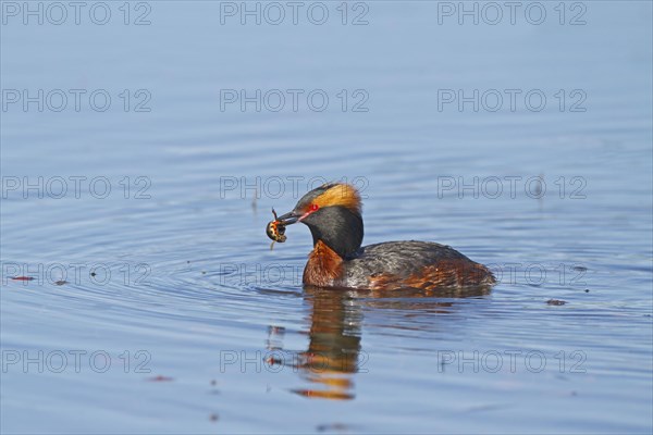 Horned grebe