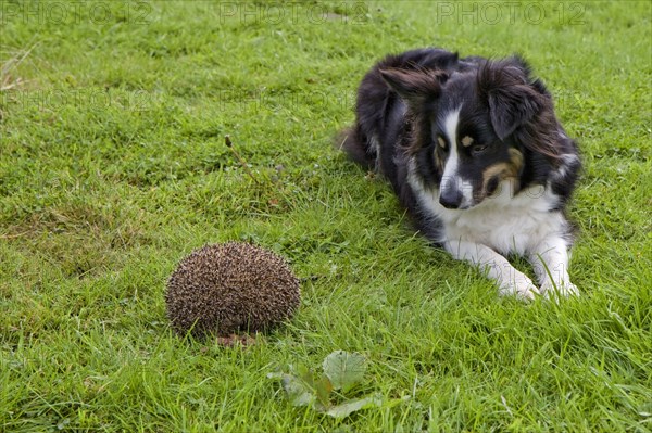 Adult European european hedgehog