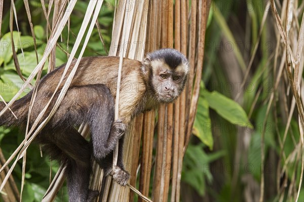 Brown Capuchin