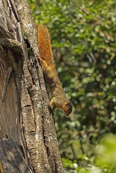 Red bush squirrel