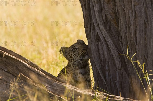 Pardusnian leopard leopards