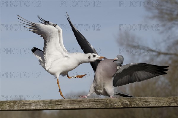 Black-headed gull