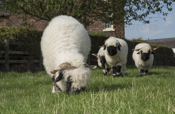 Valais Blacknose Sheep