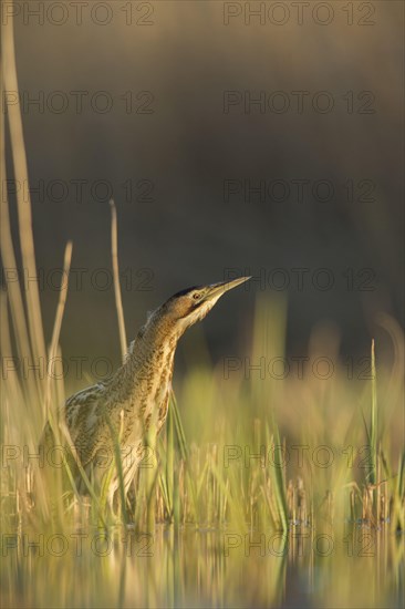 Great Bittern