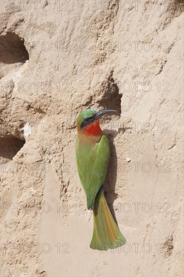 Red-throated bee-eater