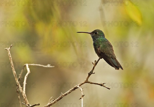 Honduran Emerald