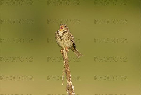 Corn bunting