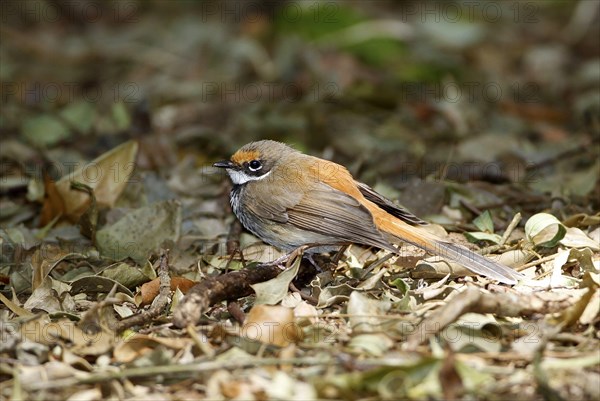 Rufous Fantail