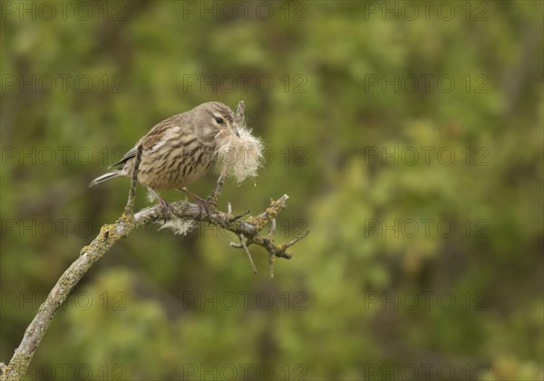 Linnet