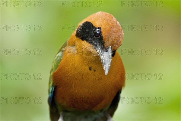 Adult red rufous motmot