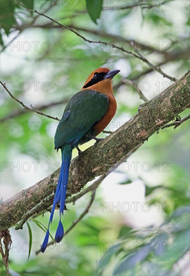 Red motmot