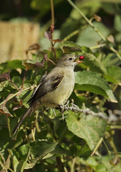 Yellow-bellied Elaenia