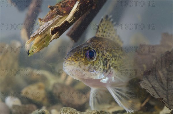 Eurasian Ruffe