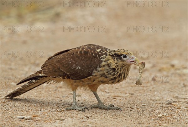 Yellow-headed Caracara