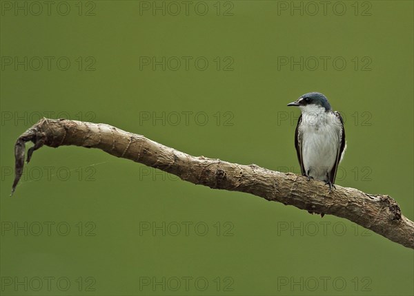 Mangrove Swallow