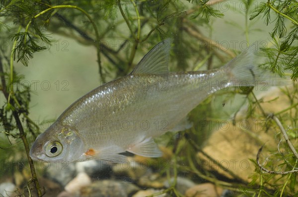 Silver Bream