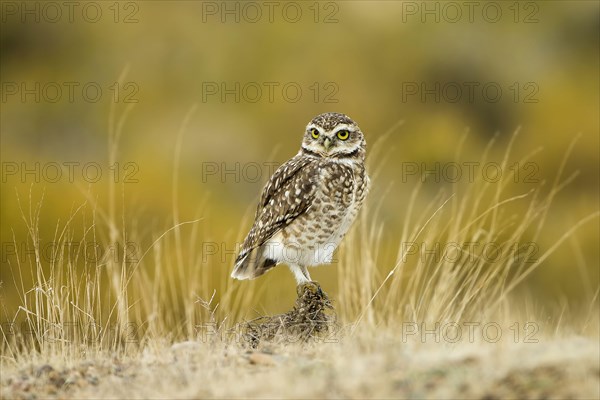 Burrowing owl