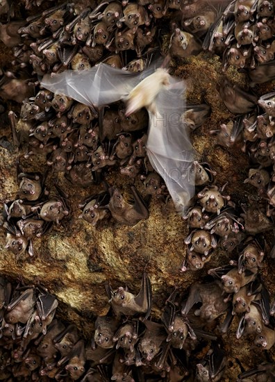 Cave nectar bat