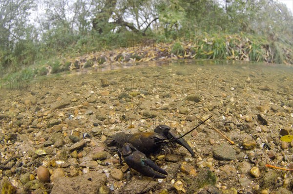 American Signal Crayfish