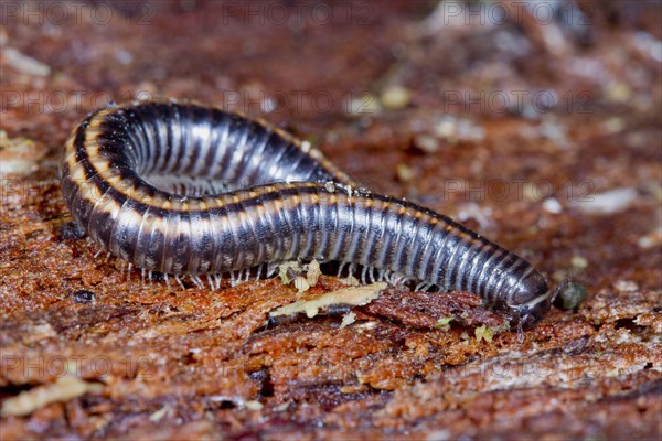 Striped Millipede