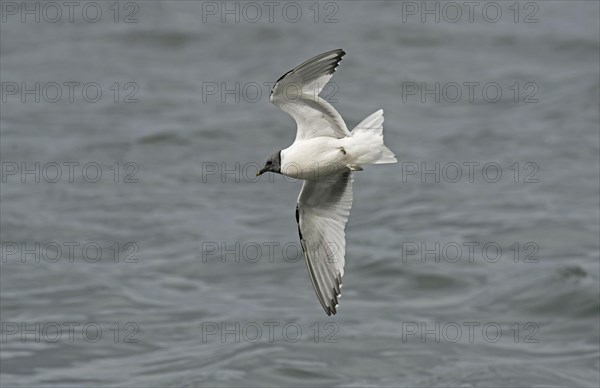 Sabine's Gull