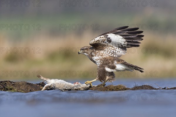 Adult steppe buzzard