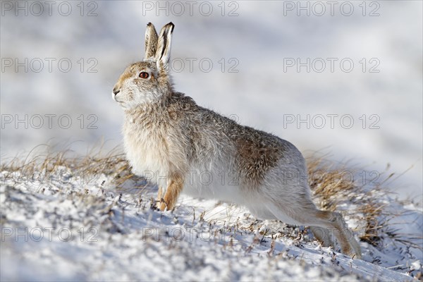 Mountain hare