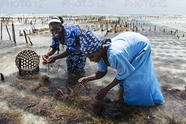 Women harvesting red algae