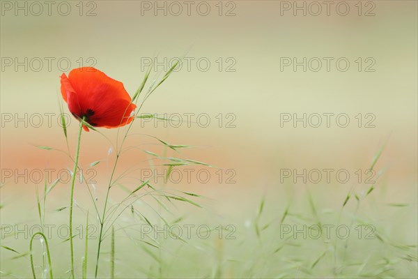 Corn poppy