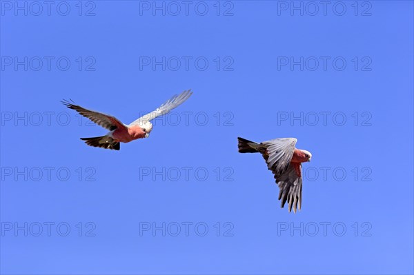 Pink Cockatoo