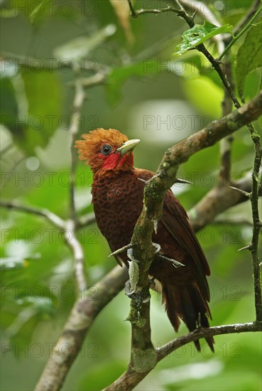 Chestnut-colored woodpeckers