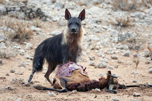 Brown hyena