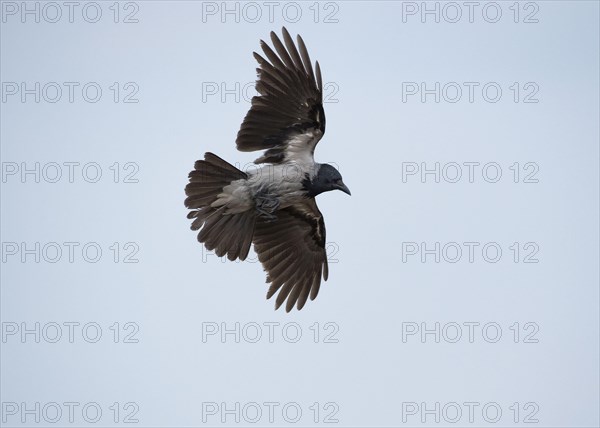 Hooded Crow