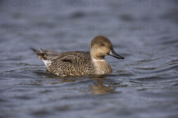 Northern pintail