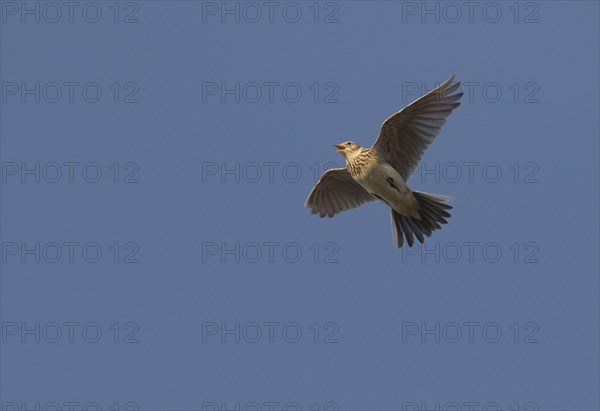 Eurasian Skylark