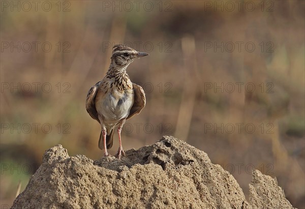 Sun Lark