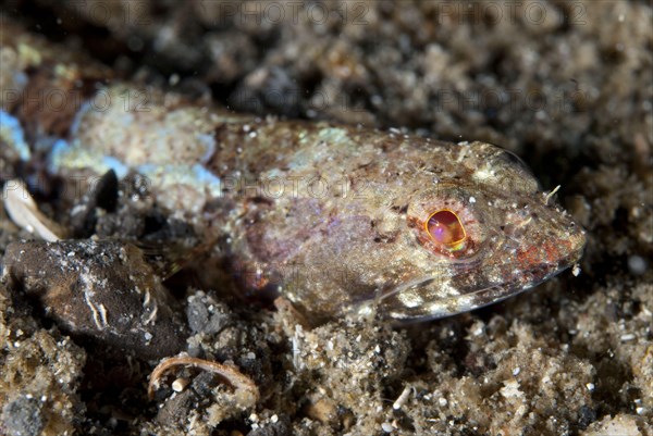 Clearfin Lizardfish