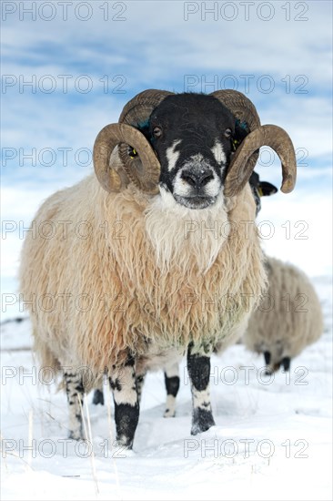 Domestic Sheep