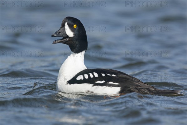 Barrow's barrow's goldeneye