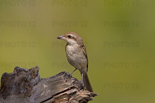 Brown Shrike