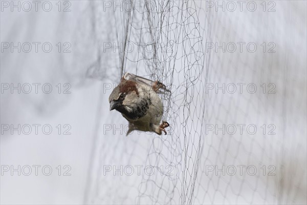 House Sparrow