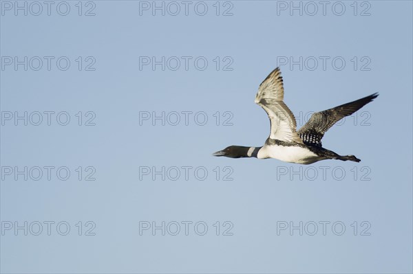 Great Northern great northern loon