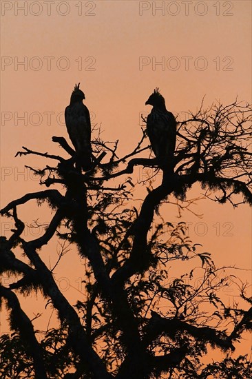 Changeable Hawk-eagle