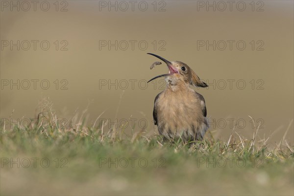 Hoopoe