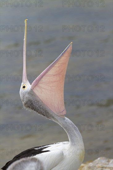 Australian Pelican