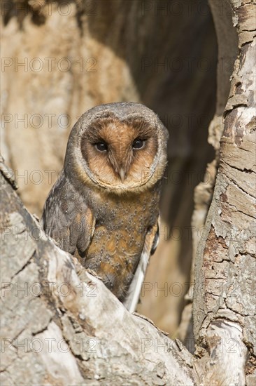 Common barn owl